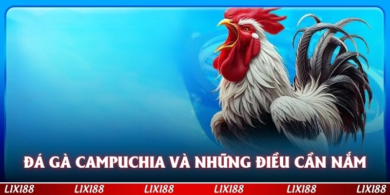 Đá gà Campuchia và khái quát những điều cần nắm