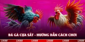 Đá Gà Cựa Sắt - Cách Chơi Dễ Tiếp Cận Nhất