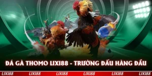 Đá Gà Thomo Lixi88 - Đấu Trường Hàng Đầu