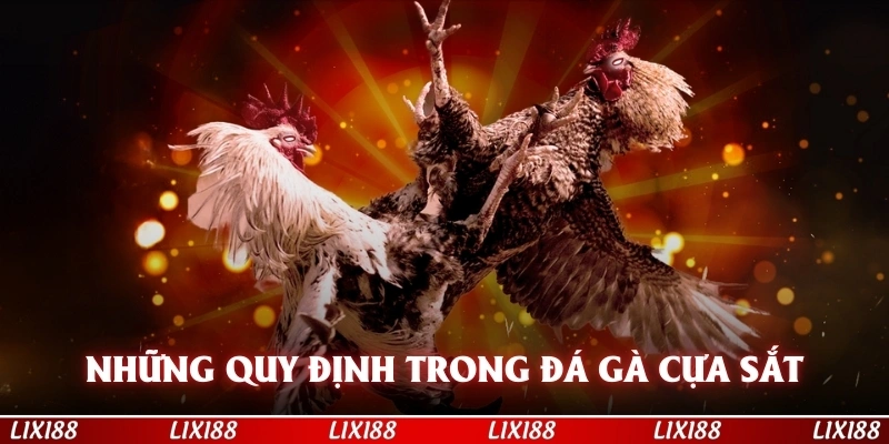 Những quy định đặc biệt trong đá gà cựa sắt mà bạn cần nắm rõ